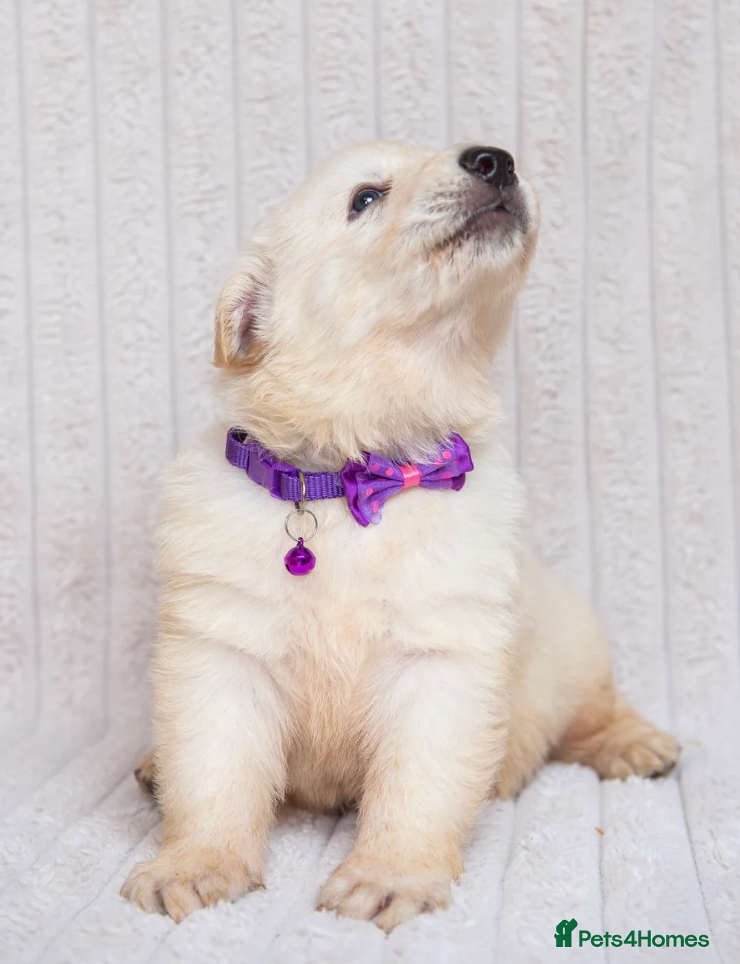 German Shepherd dogs for sale:  WHITE GERMAN SHEPHERD PUPPIES FOR SALE - Advert 2