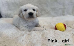 Golden Retriever dogs for sale: 🐾KC Golden Retriever Puppies for Sale 🐾 - Image 2
