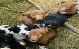 Border Collie dogs for sale: *7 Adorable Border collie pups* - Image 3