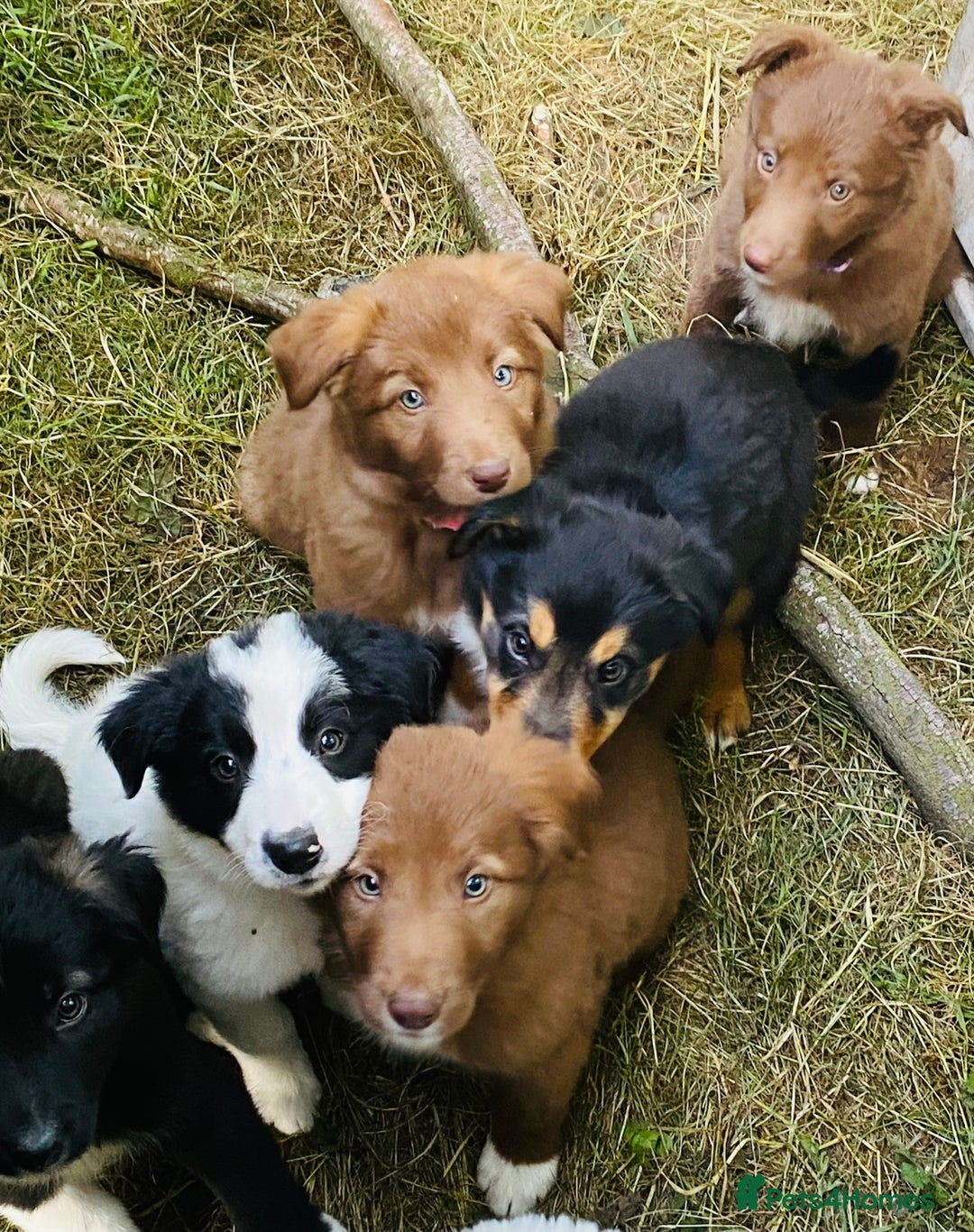 Border Collie dogs for sale: *7 Adorable Border collie pups* - Image 3