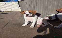 Mixed Breed dogs for sale: ADORABLE AMERICAN BULLDOG/ DOUGE DE BORDEAUX  - Image 11