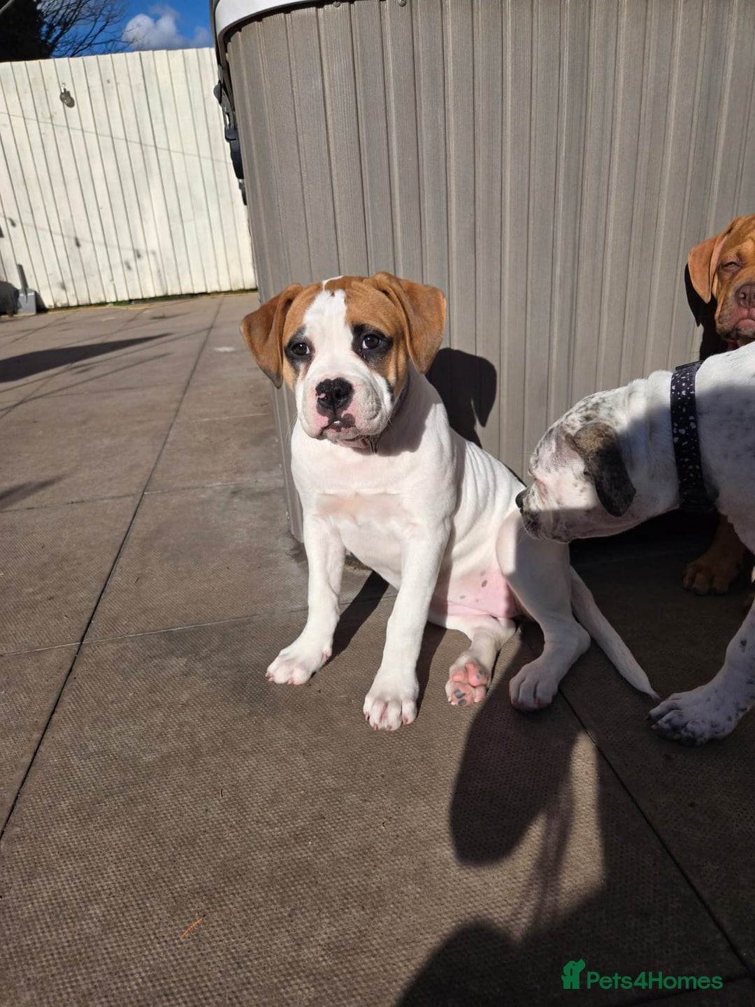Mixed Breed dogs for sale: ADORABLE AMERICAN BULLDOG/ DOUGE DE BORDEAUX  - Image 11