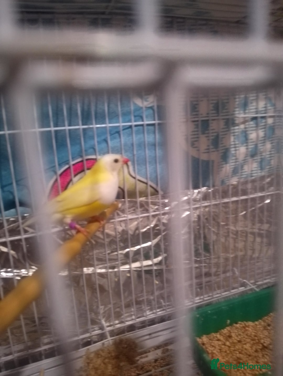 Finches birds for sale: Gouldian finches for sale  - Image 6