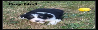 Border Collie 