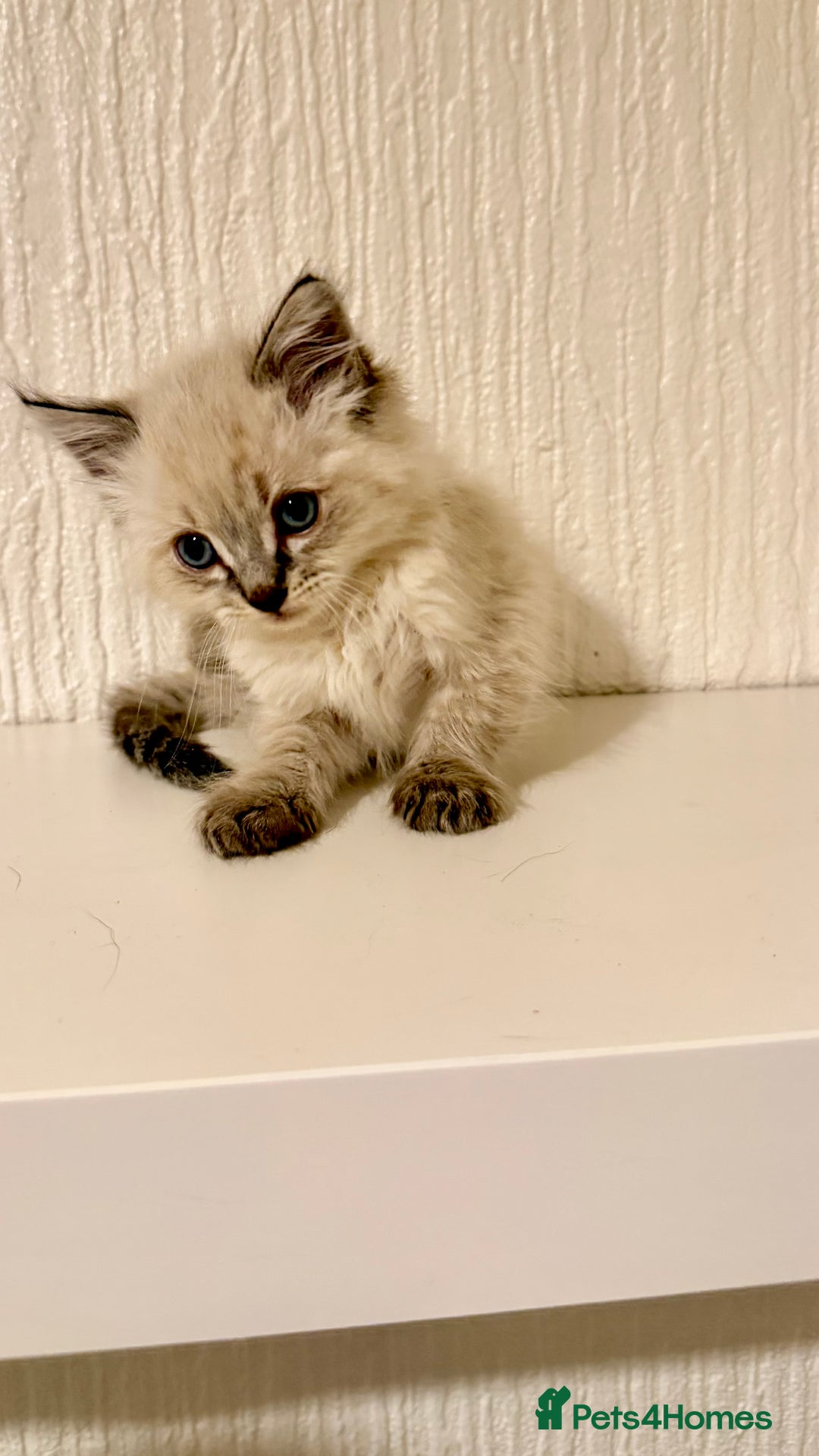 Ragdoll cats for sale: Beautiful ragdoll kitten  - Advert 6