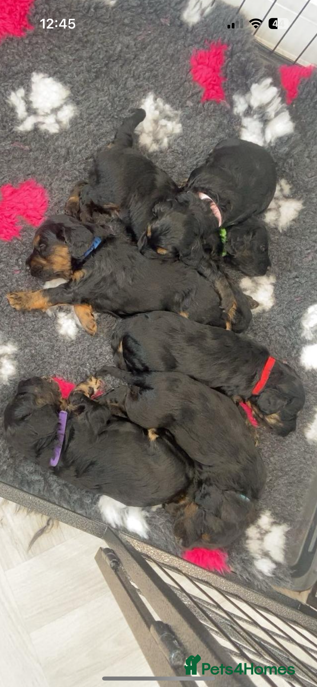 Cockapoo dogs for sale: Beautiful tri cockerpoos  - Image 13