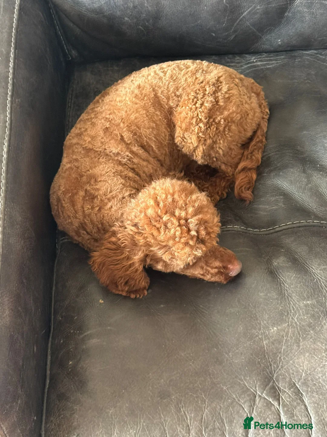 Toy Poodle dogs for sale: RED TOY POODLE MALE  - Advert 6