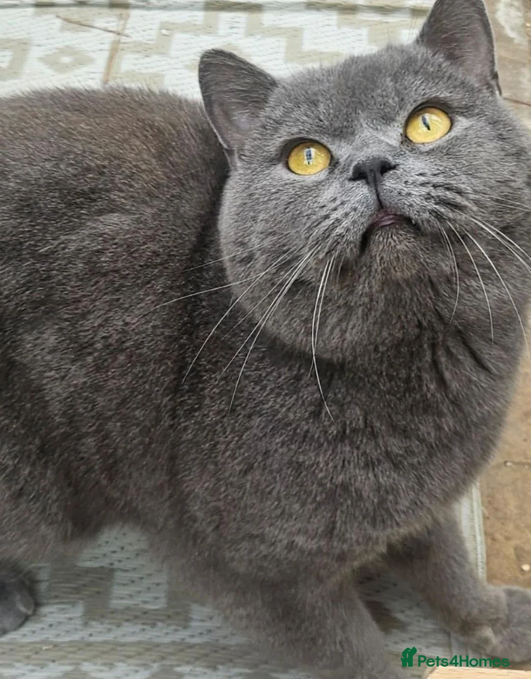 British Shorthair cats for sale: Neutered Blue Boy - Advert 2