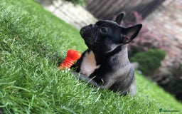 French Bulldog dogs for sale: Beautiful girl Ruby - Image 4