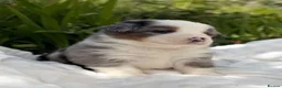 Mixed Breed dogs for sale: ⭐️SUPER RARE BERNESE x AUSTRALIAN SHEPHERD PUPS⭐️ in New Quay - Advert 14