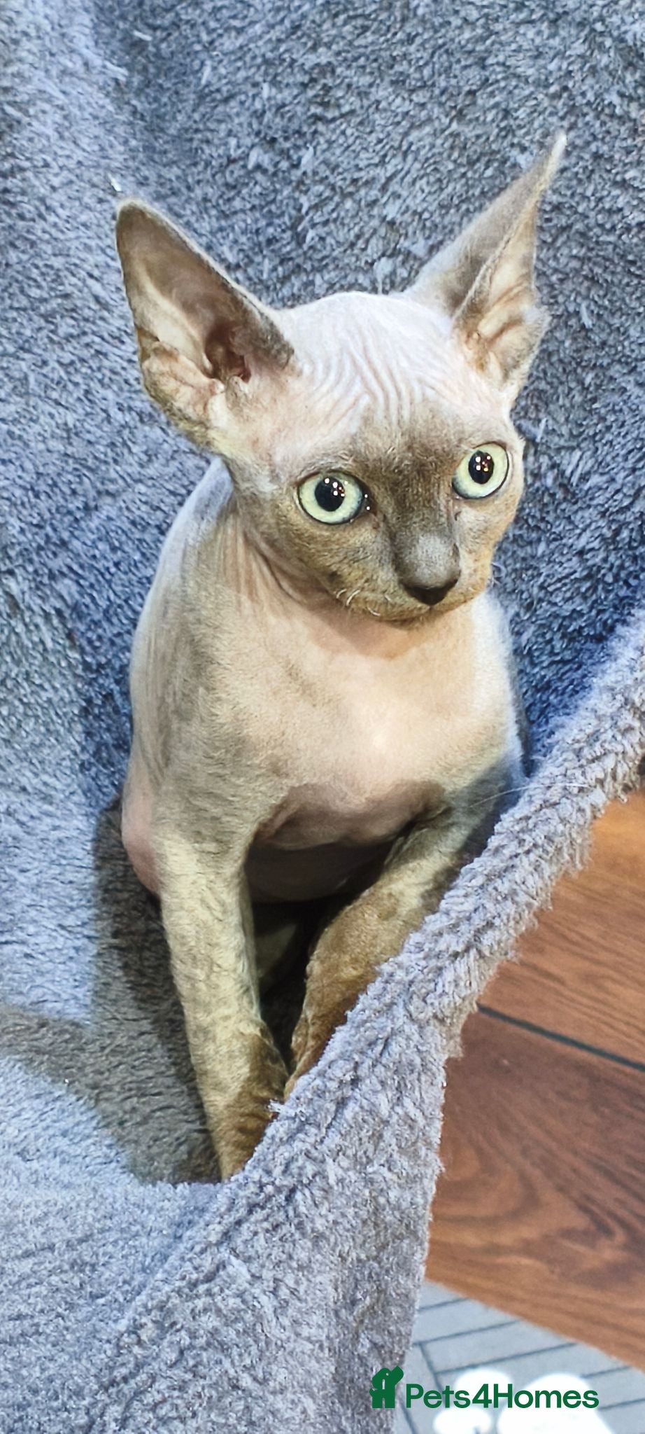 Sphynx cats *LAST ONE* Gorgeous Sphynx Girl - 12 Weeks Old - Advert 2