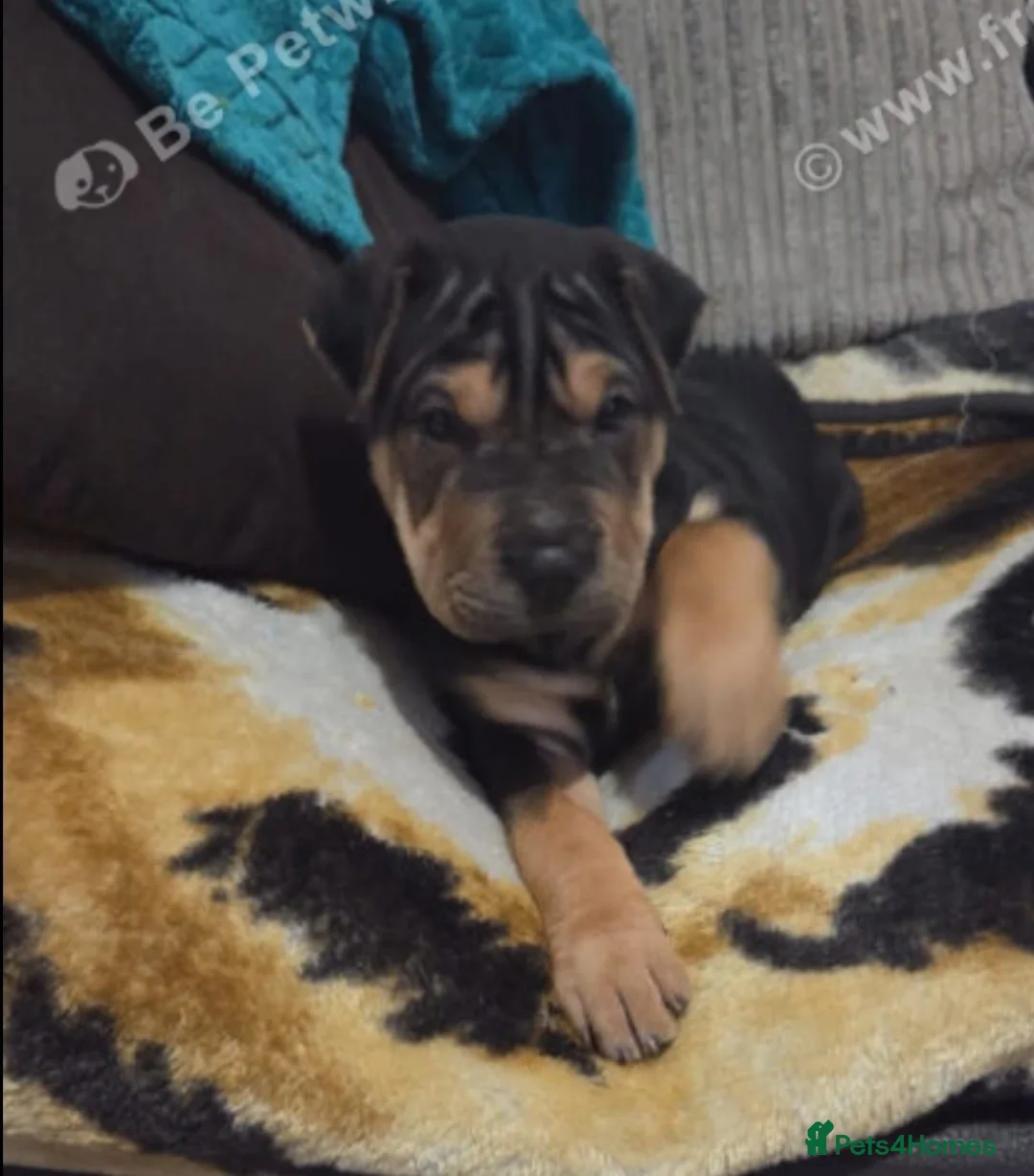 Shar Pei dogs for sale: Rare chocolate and tan brush coat girl shar pei - Advert 7