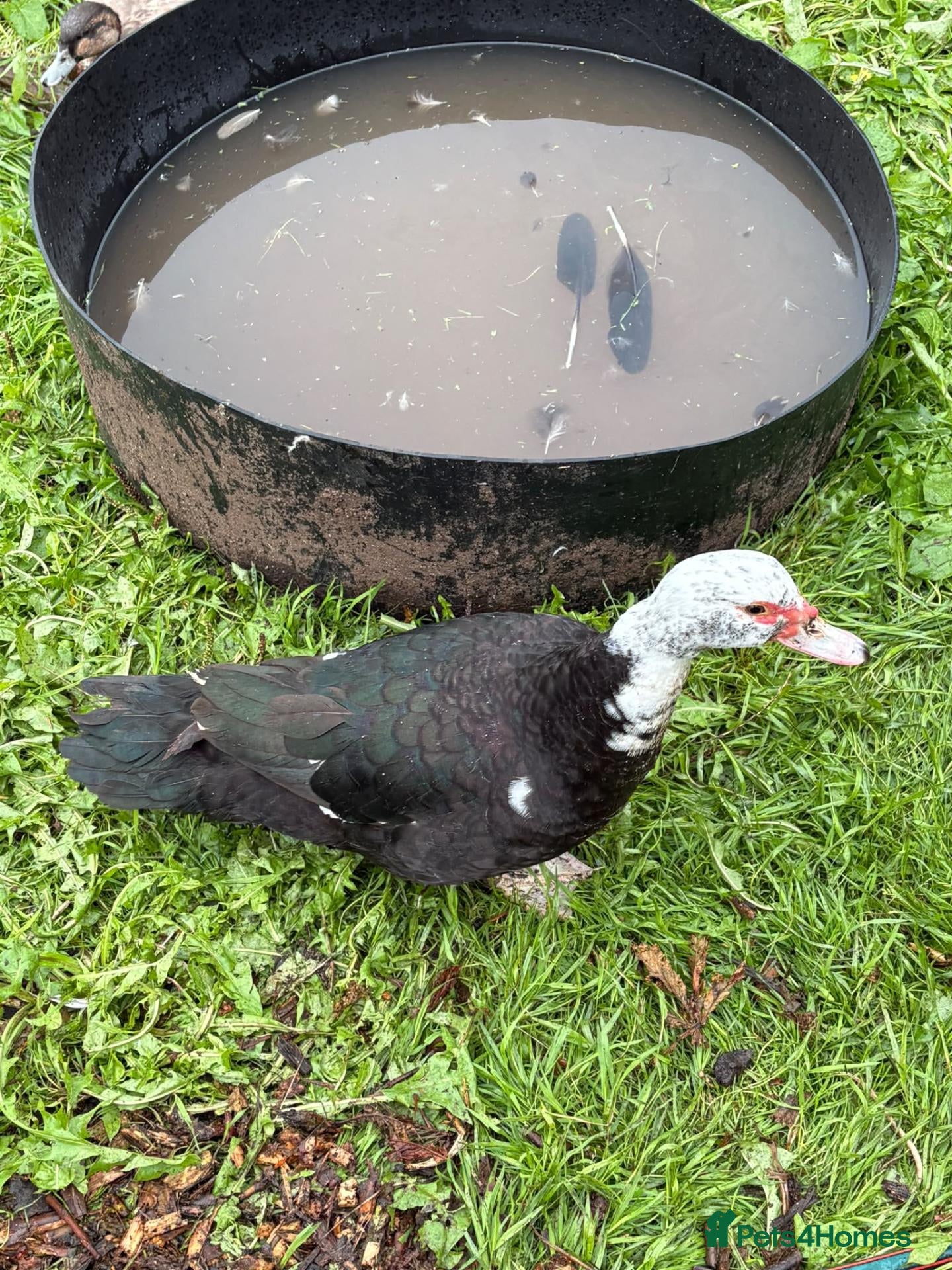 Ducks poultry Breeding pair of muscovies they are 2 years old  - Advert 1