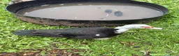 Ducks poultry for sale: Breeding pair of muscovies they are 2 years old  - Advert 1