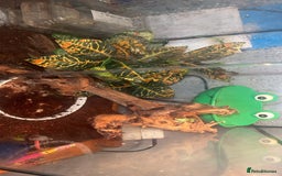 Frog reptiles for sale: White tree froglets  - Advert 5