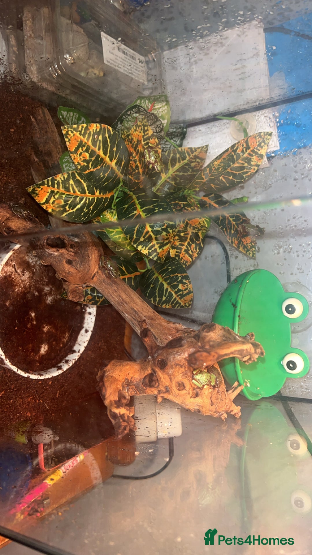 Frog reptiles for sale: White tree froglets  - Advert 5