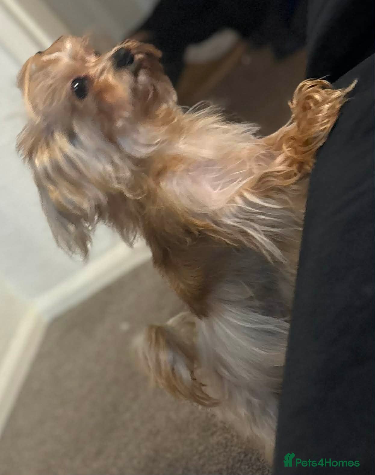 Yorkshire Terrier dogs Miniature yorkshire terrier - Advert 1