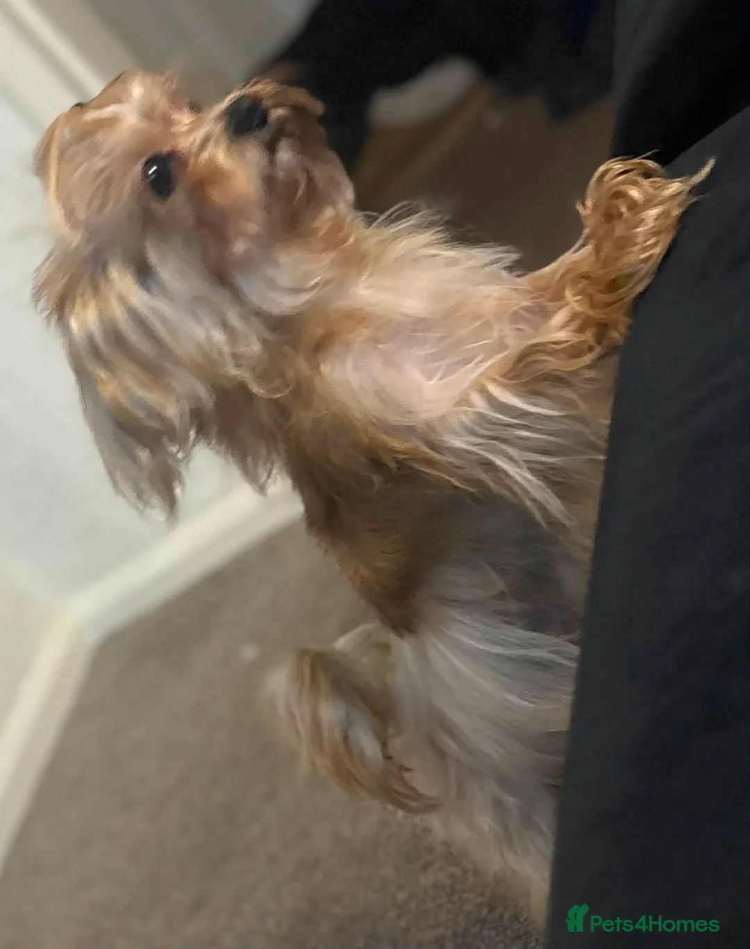 Yorkshire Terrier dogs for sale: Miniature yorkshire terrier - Advert 1