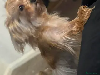 Yorkshire Terrier dogs Miniature yorkshire terrier - Advert 1