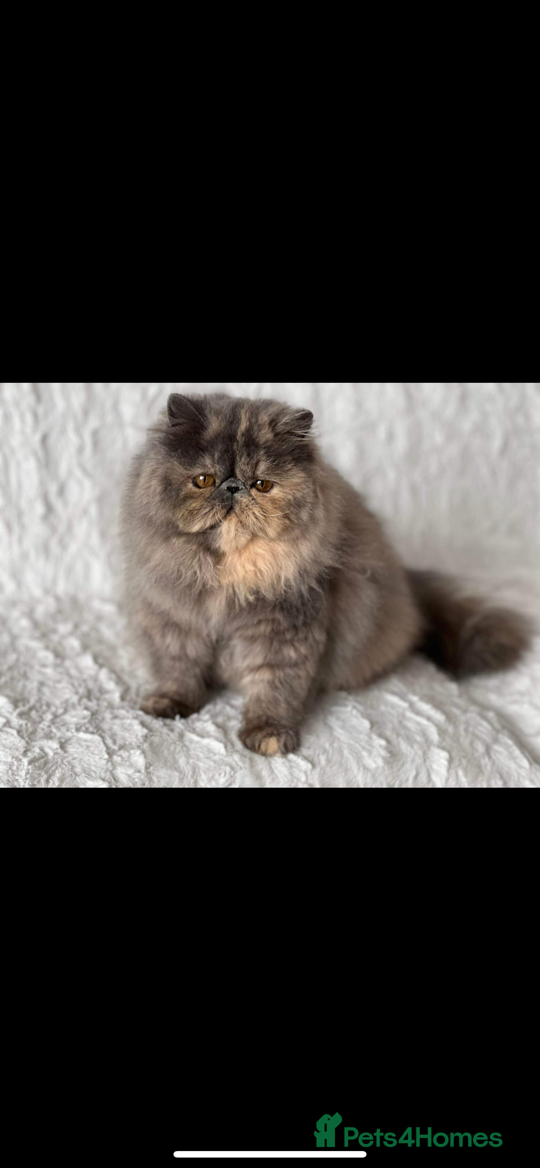 Persian cats for sale: GCCF SOLID BLUE PERSIAN PRINCESSES  - Image 22
