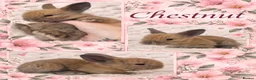 Lionhead rabbits for sale: Double Maned Lionhead Babies - Advert 3