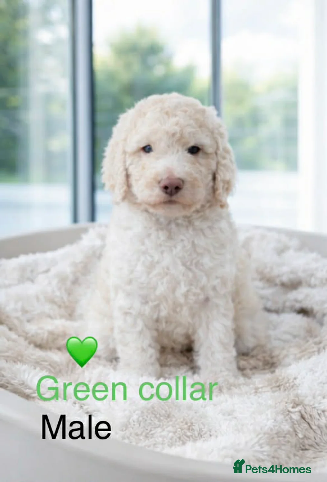 Standard Poodle dogs for sale: Stunning litter of Standard poodle puppies KC reg - Advert 6