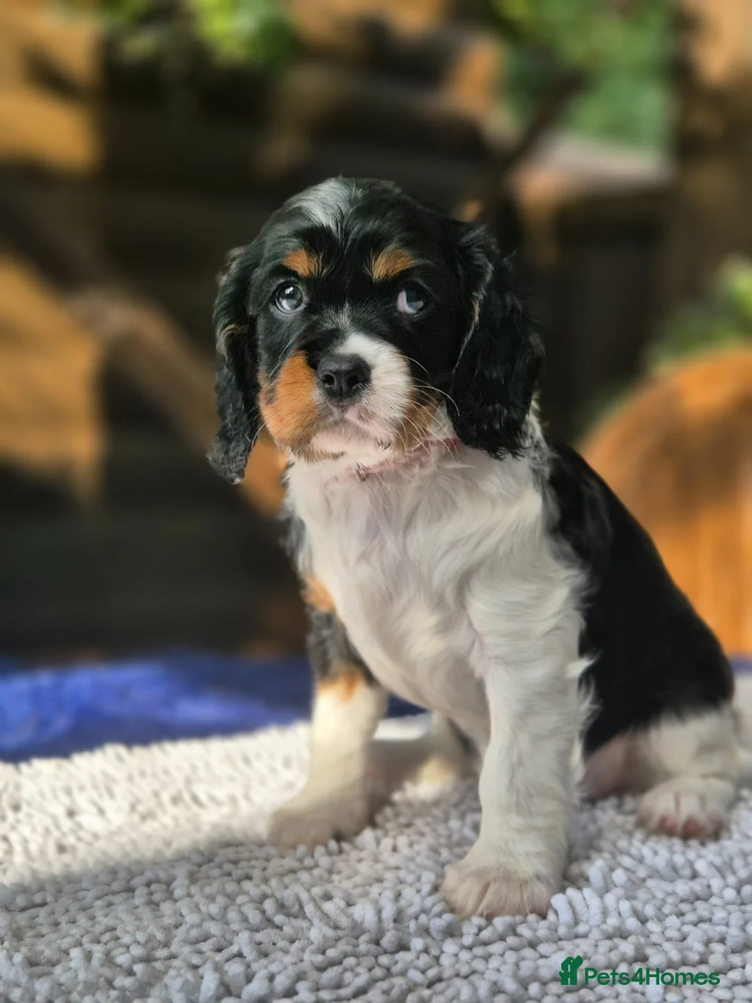 Cavalier King Charles Spaniel dogs for sale: . Gorgeous Cavaliers Looking for Forever Families in Cardiff - Advert 2