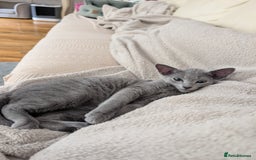 Russian Blue cats for sale: Stunning Russian Blue babies  in Huddersfield - Image 15