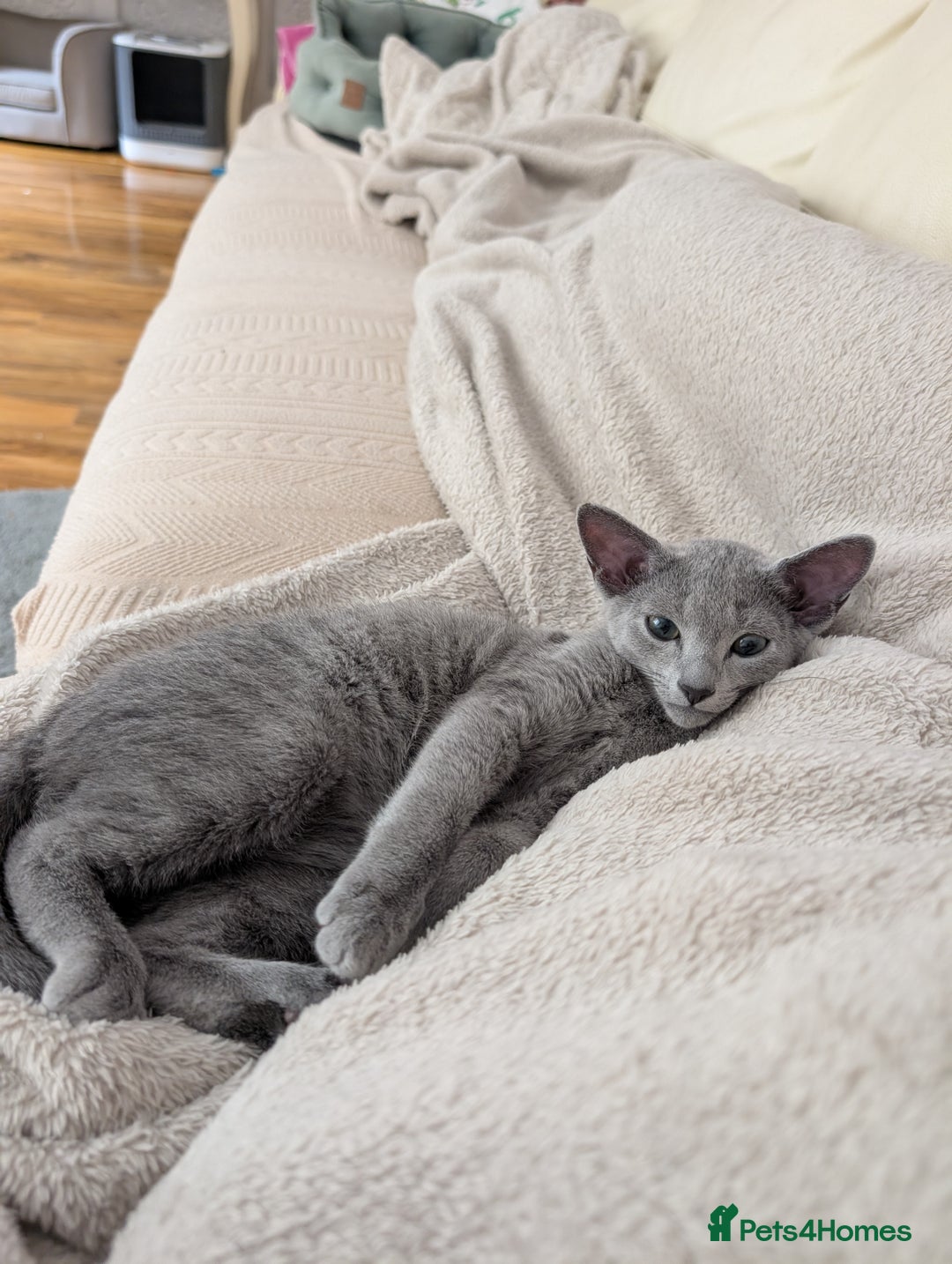 Russian Blue cats for sale: Stunning Russian Blue babies  in Huddersfield - Image 15