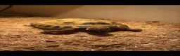 Tortoise reptiles for sale: Horsfeild Tortoise in Largs - Advert 3