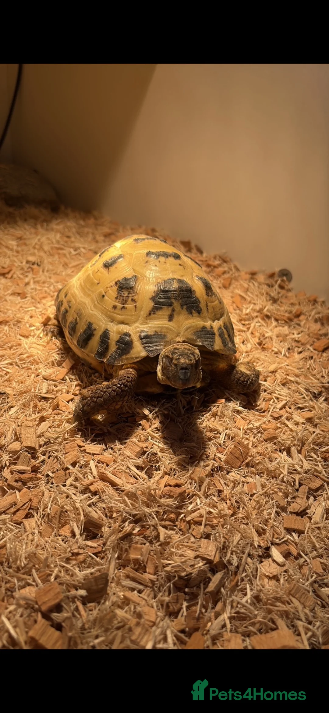 Tortoise reptiles for sale: Horsfeild Tortoise in Largs - Advert 3