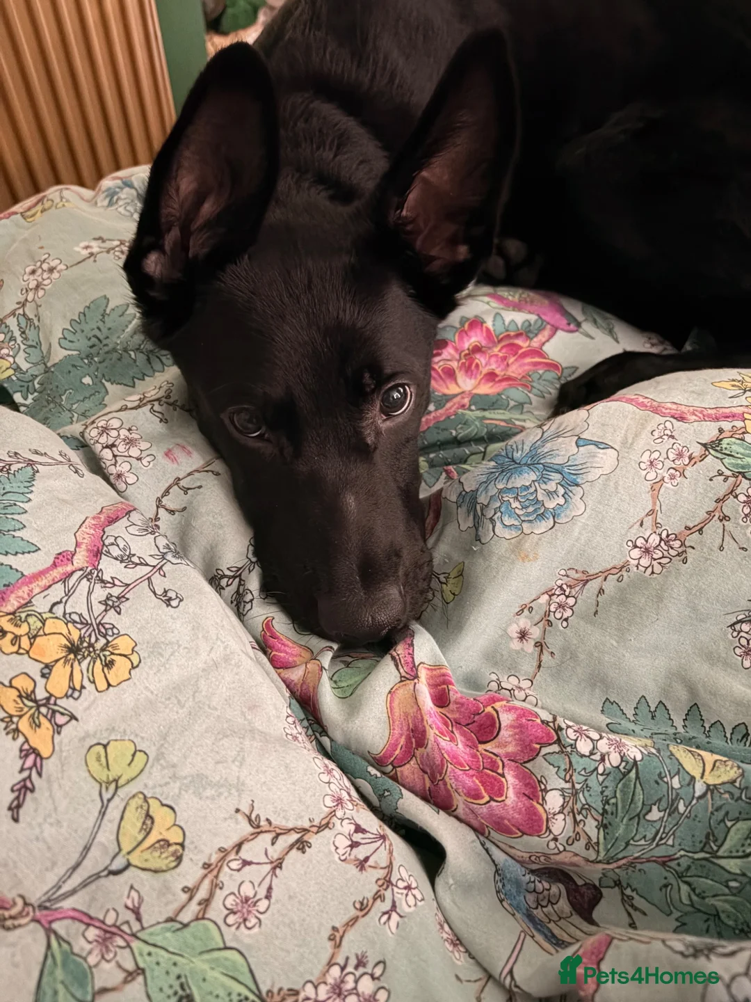Mixed Breed dogs for sale: Storm - Advert 2