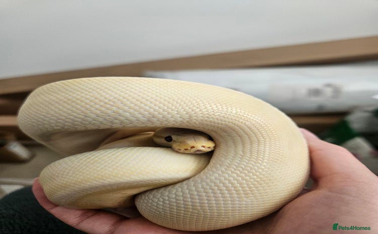 Python Snake reptiles - Advert 1