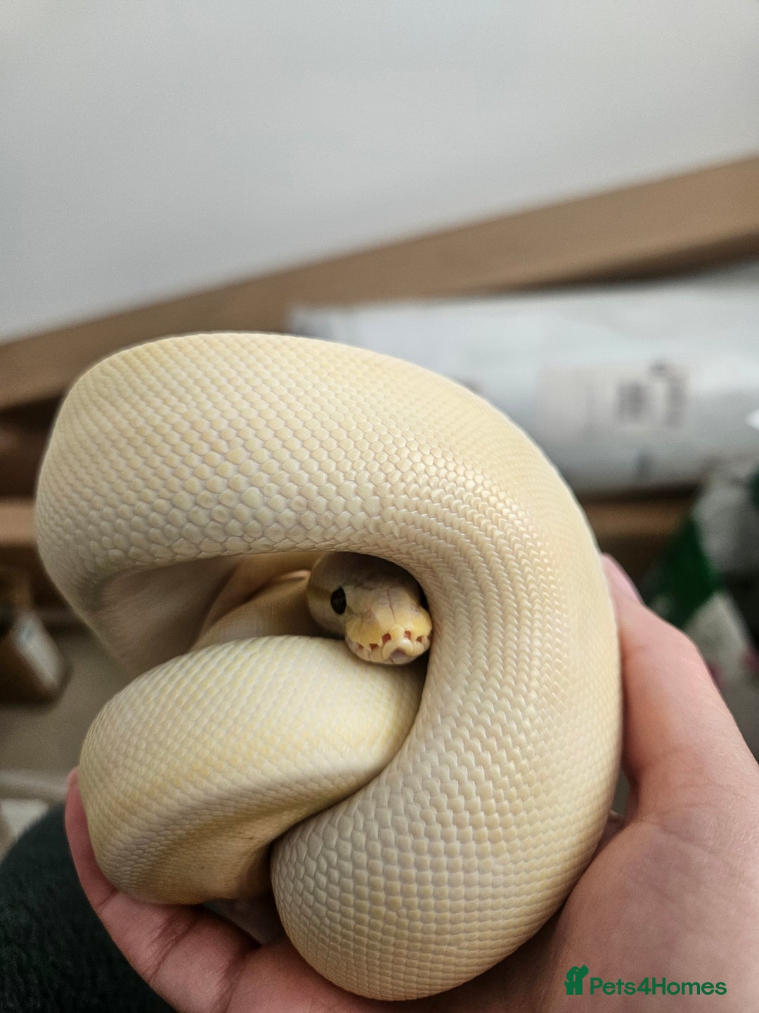 Python Snake reptiles for sale: Royal python  - Image 1