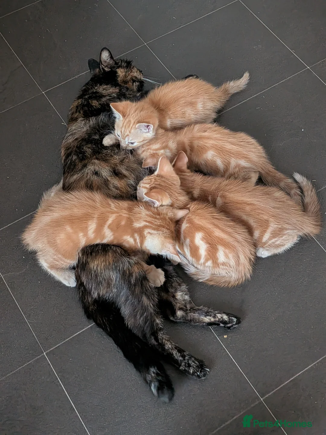 Mixed Breed cats for sale: 7 male - Advert 2