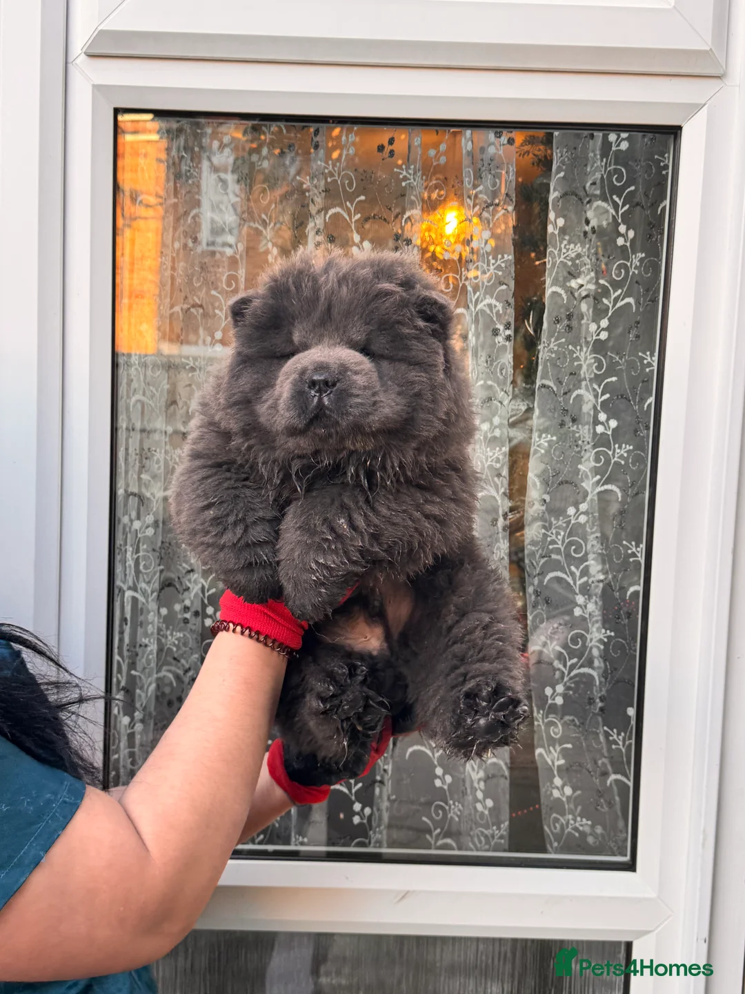 Chow Chow dogs for sale: Chow chow puppies  - Advert 9