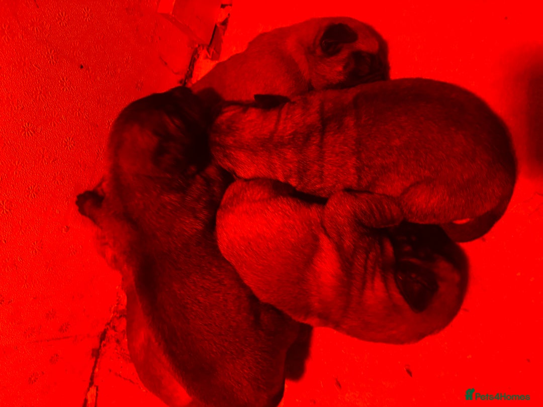 Anatolian Shepherd dogs for sale: Beautiful litter of stunning puppy’s  - Advert 14