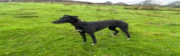 Lurcher dogs for sale: Lurcher dog pup  - Advert 2