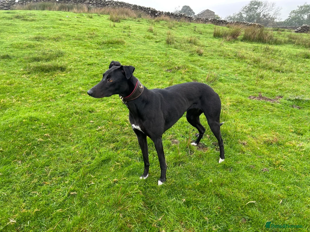 Lurcher dogs for sale: Lurcher dog pup  - Advert 2