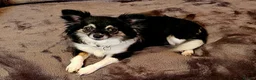 Chihuahua dogs for sale: Beautiful Black and Tan chihuahua boy  - Advert 2