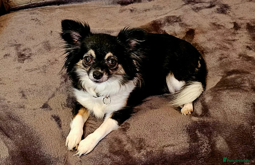 Chihuahua dogs for sale: Beautiful Black and Tan chihuahua boy  - Advert 2