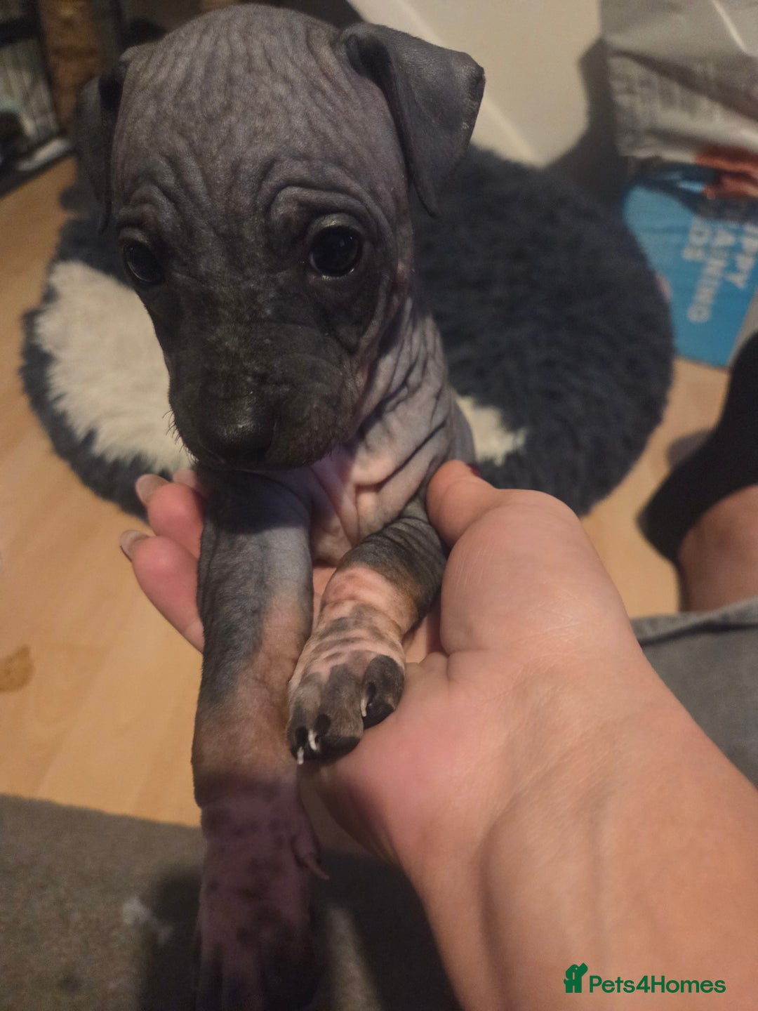 Mexican Hairless dogs for sale: American hairless terrier - Advert 14
