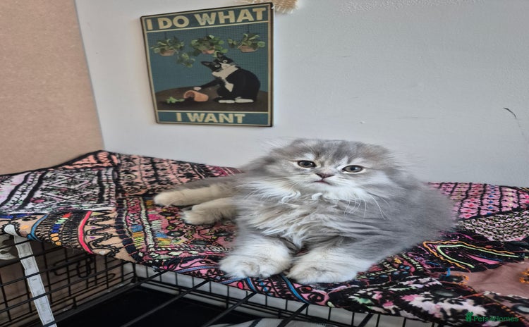 Scottish Fold cats - Advert 10