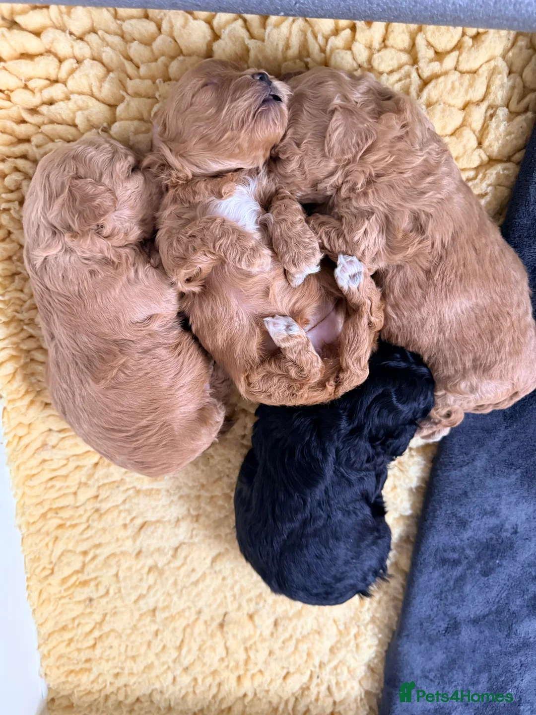 Lhasapoo dogs for sale: Lhasapoo pups (doodles) F1b  - Advert 21