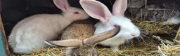 New Zealand rabbits for sale: Beautiful New Zealand bunny's  in Rotherham - Advert 12