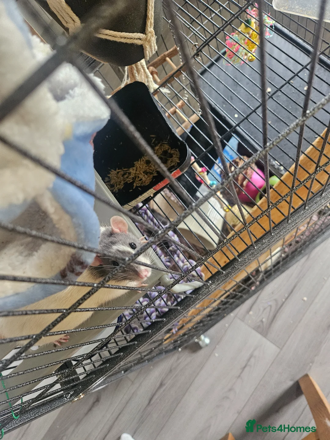 Rat rodents for sale: 4 female rats for adoption  - Advert 14
