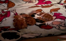 Mixed Breed cats for sale: Two male ginger kittens - Image 8