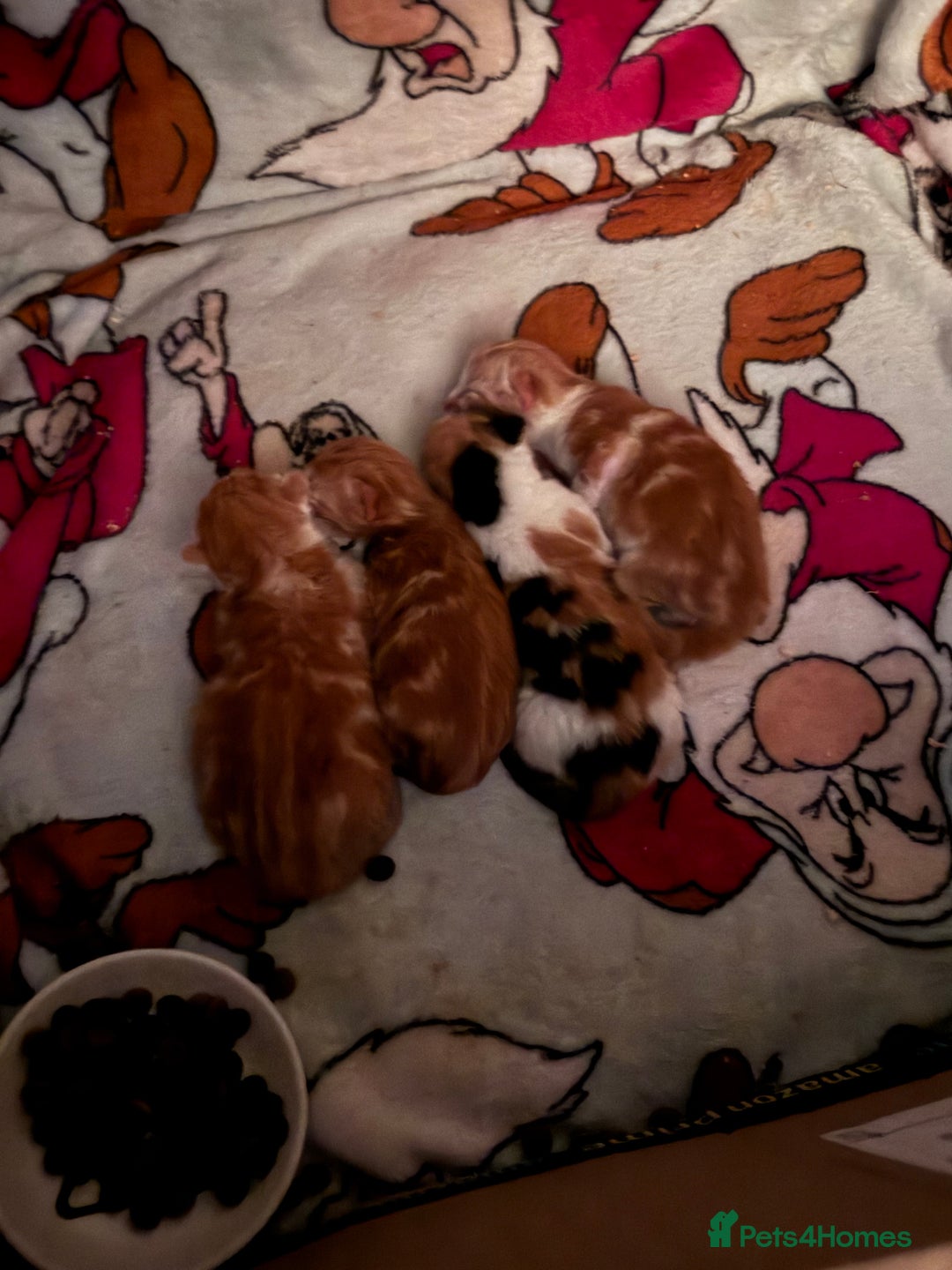 Mixed Breed cats for sale: Two male ginger kittens - Image 8