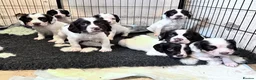 English Springer Spaniel dogs for sale: KC registered springer spaniel puppies  - Advert 1