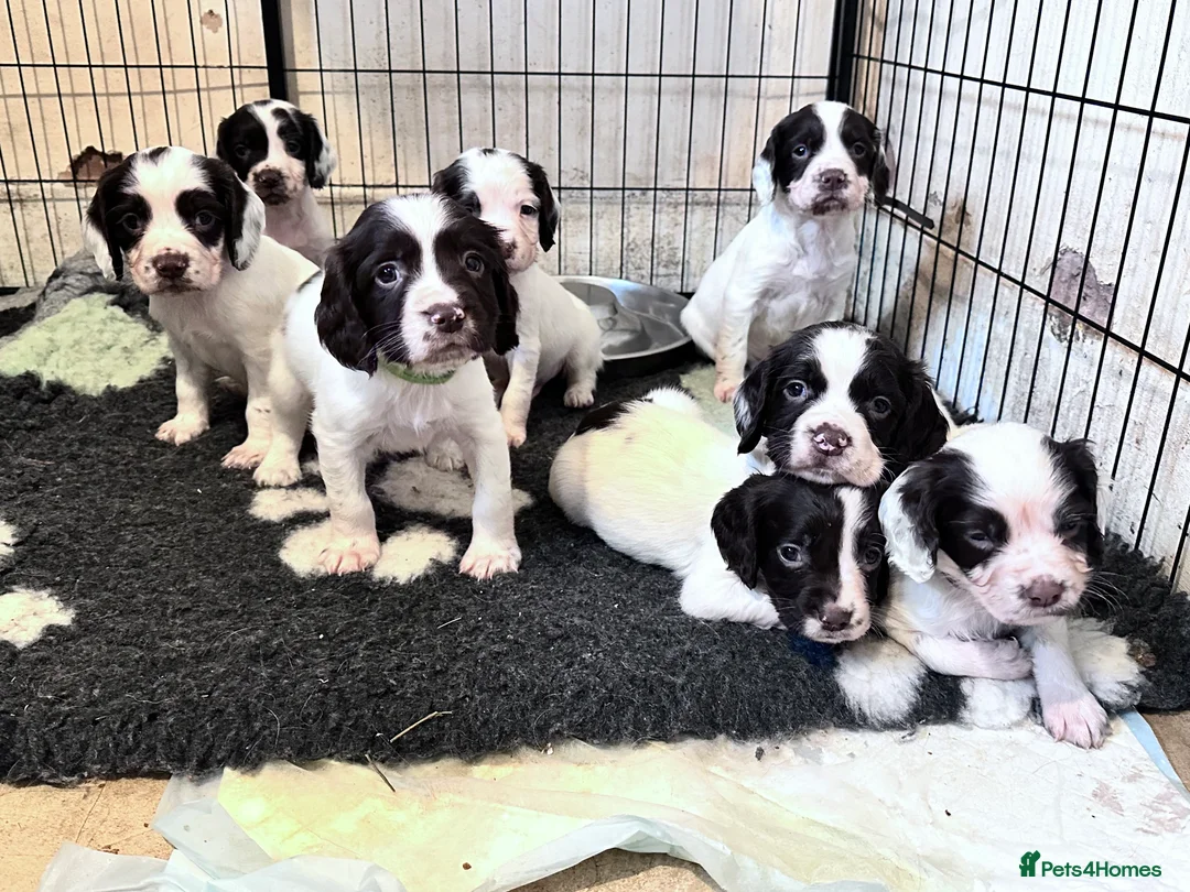 English Springer Spaniel dogs for sale: KC registered springer spaniel puppies  - Advert 1